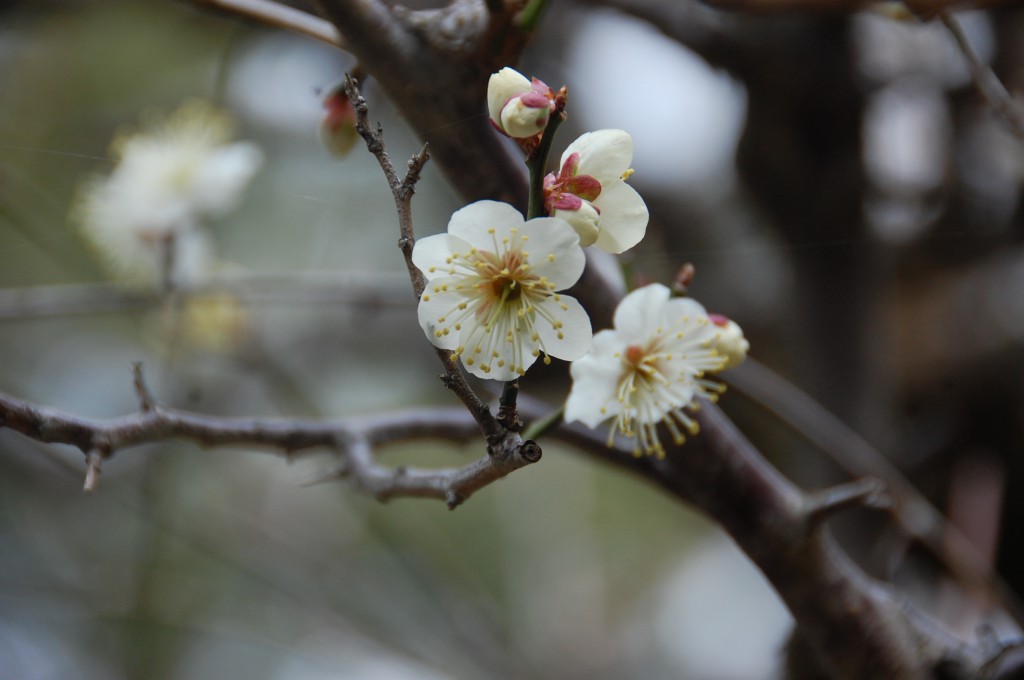 梅の花が咲きました