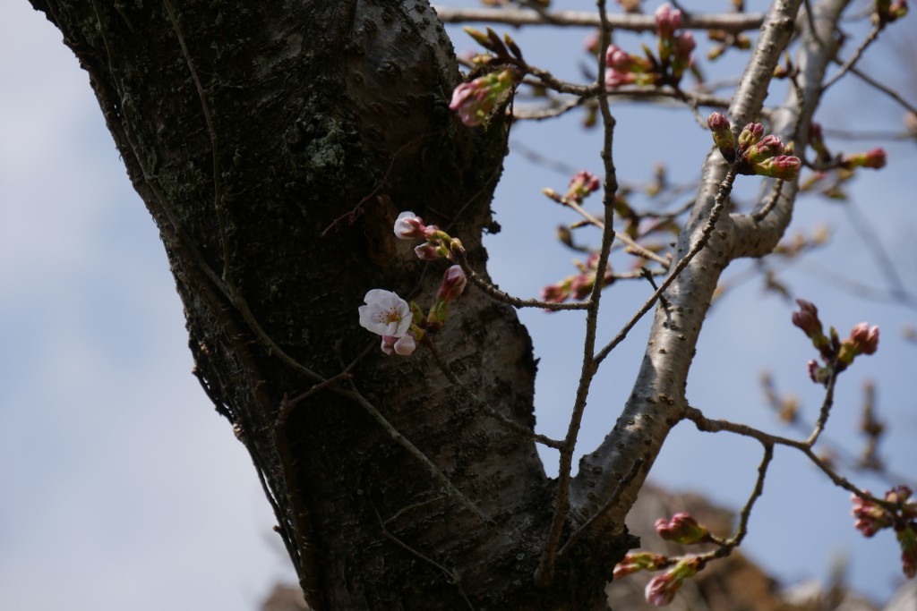 たまたま今年の桜の開花は例年より早かったです。
