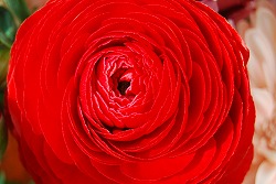 DSC_0257r1.jpg