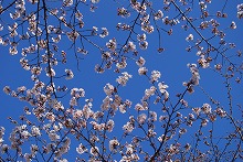 DSC_0268ss.jpg