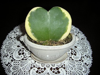 s-KICX0407.jpg