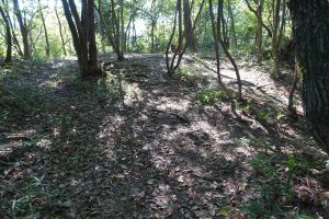 2時間経過。すっかりきれいになった森の広場。