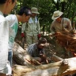 大木を朽ちさせた「犯人」がわかりました。「虫」でした！