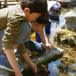 水の生き物の観察中。