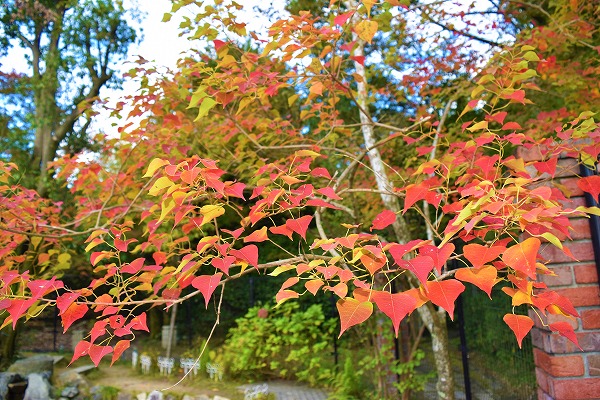 １１月１５日 木 ナンキンハゼ の紅葉 お買い物ごっこ ひみつの庭の ママの日 だより 11 13記録 ママのお手入れ 森で鳥の卵を見つけたよ 11 14 水 記録 Ikuko Diary