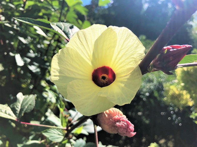 ９月２８ 土 ローゼルの花 冬野菜の畑づくり 9 18 水 記録 ブロッコリー カリフラワーを植えたよ 年中クラス 大根の種を植えたよ 年長クラス 9 19 木 記録 ドングリのお帽子を描く 壁面飾り 年少クラス9 金 記録 Ikuko Diary