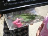img0010.jpg