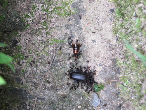 img0071.jpg