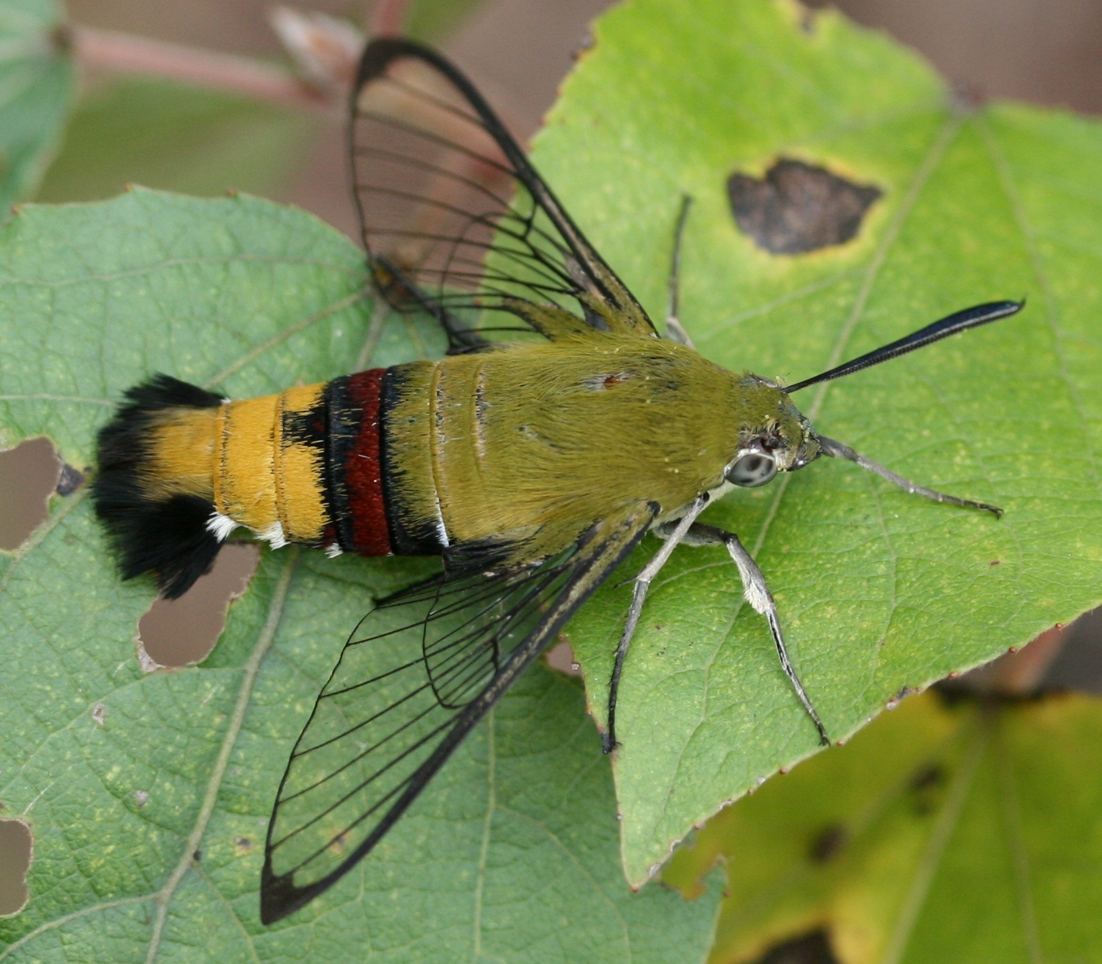 cephonodes_hylas_side_2011-11-06