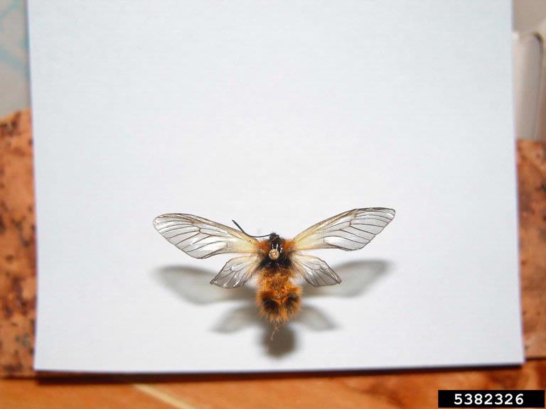 pryeria_sinica